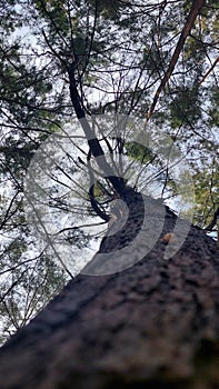 pine tree, which has lived for years on manggar beach in balikpapan, east kalimantanï¿¼