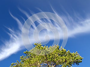Pine tree and white cloud on blue sky