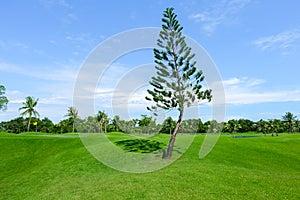 Pine tree in wide green lawns