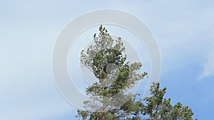 Pine tree in windy weather