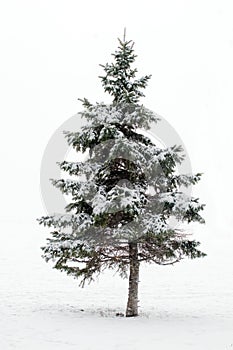 Pino un albero inverno 