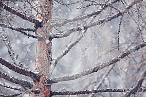 Pine tree in winter forest