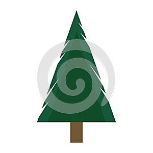 pine tree winter plant