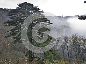 Pine tree in Yellow Mountain - Huangshan, China