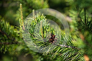Pine tree. Young pine branches close up