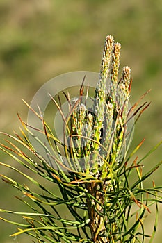 Pine tree young branches