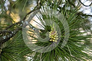 Pine tree young cones