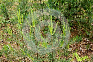 Pine tree with young green sprouts with cone in the coniferous forest