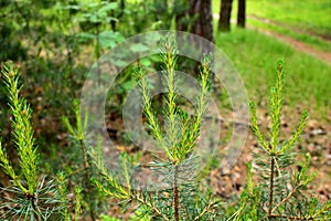 Pine tree with young green sprouts with cone in the coniferous forest.