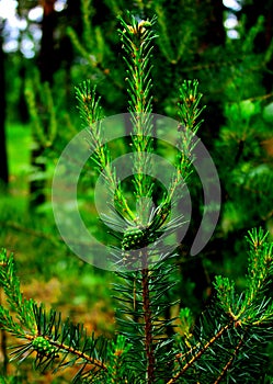 Pine tree with young green sprouts with cone in the coniferous forest.