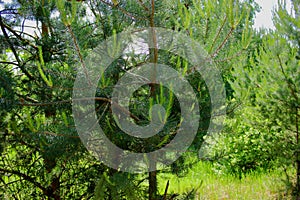 Pine tree with young green sprouts with cone in the coniferous forest.