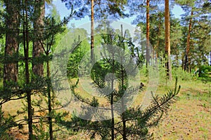 Pine tree with young sprouts in the coniferous forest growing in countryside.