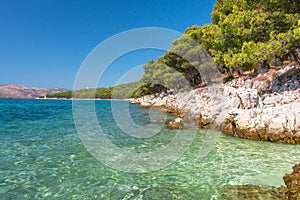 Pine Trees on the Adriatic Sea Coast near Trogir, Croatia