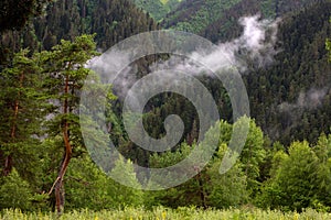 Pine trees against the background of mountains overgrown with forest. Fog and clouds rising from the ground. A bright sunny summer