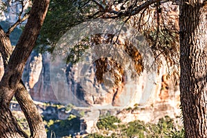 Pine trees against the background of a rock in Siurana, Tarragona, Spain. Close-up.