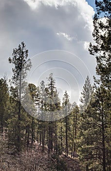 Pine trees against cloudy sky on Mount Lemmon, Tucson Arizona