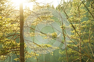 Pine trees against the setting sun. Sun rays breaking through the branches of trees in the misty forest. Morning in the woods.