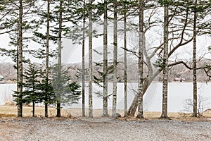Pine trees along the lake near Shiraoi Ainu Village Museum in Hokkaido, Japan