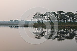 Pine trees along the reservoir.