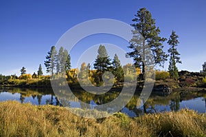 Pine trees along a river