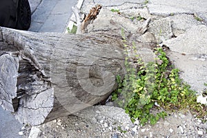 Pine trees along the sidewalks cut.