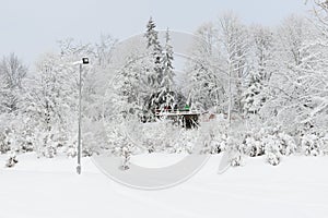 The pine trees are along slopes of Bukovel ski resort