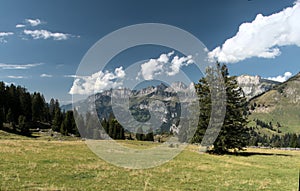 Pine trees on Alp Palfries, Swiss Alps