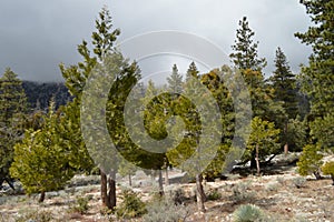 Pine Trees Angeles National Forest Mountainside San Gabriel Mountains Peak Overcast