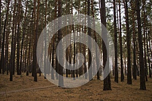 Pine trees in the autumn forest. Fall evening in brown colors