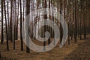 Pine trees in the autumn forest. Fall evening in brown colors