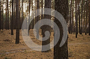 Pine trees in the autumn forest. Fall evening in brown colors