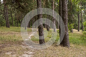 Pine trees in the autumn forest. Fall evening in brown colors