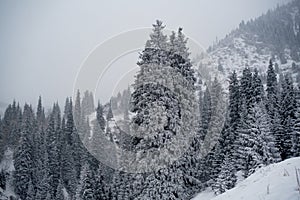 Pine trees on a background of mountains in the fog