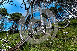 Bavarian Mountain Forest