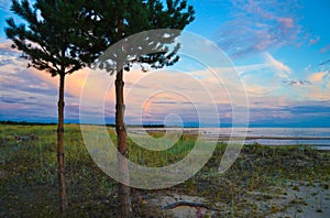 Pine trees on the beach