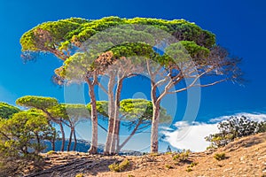 Pine trees on the beach in Corsica island, France, Europe.
