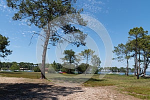 Pine trees in beach on Lacanau Lake near Bordeaux France