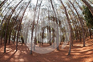 pine trees from below