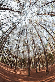 pine trees from below