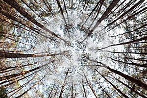 pine trees from below