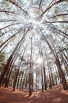 pine trees from below