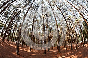 pine trees from below