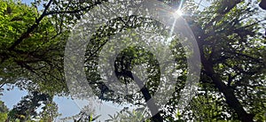 Pine trees with biased light from the sun are very cool in the morning in Indonesia