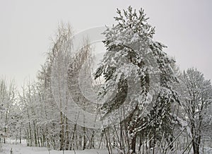 Pine trees and birch covered by snow