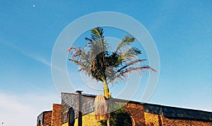 Palm trees blue skies and obsene buildings