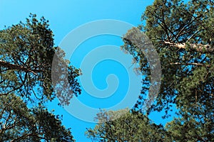 Pine trees on blue sky background