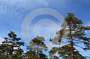 Pine trees with blue sky and cloud