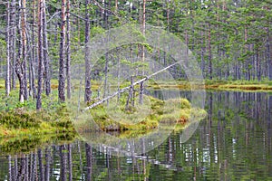 Pine trees on the bog at the lake
