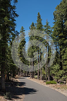 Pine Trees Border Walking Path