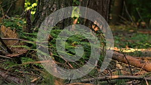 Pine trees and bracken on forest canopy floor